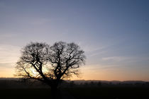 silhouette by mark severn