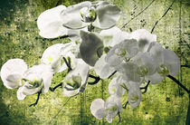 OrchideenTraum von Chris Berger