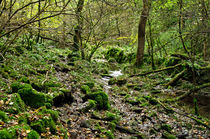 Woodland in Northern End of Monk's Dale by Rod Johnson