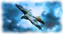 Adler - king of the skies by Wolfgang Pfensig