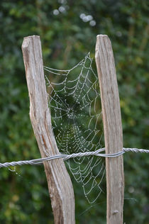 Spinnennetz mit Tautropfen von Angelika Schopper