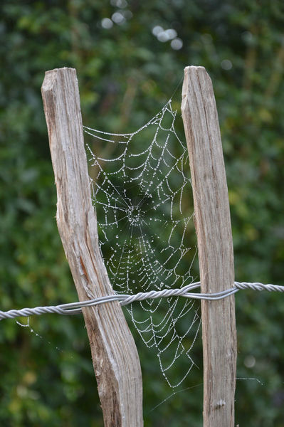 Spinnennetz-mit-tau