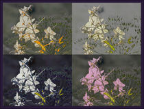 Viererbild "Samen und Blüten" von lisa-glueck