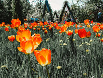 Leuchtendes Tulpenfeld  von Marianne Drews