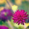 Scabiosa-pincushion-flowerdof