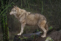 Wolf by photoart-hartmann