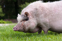 Schwein im Gras by gilidhor