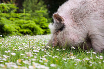 Schwein im Gras von gilidhor