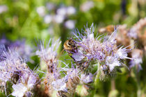 Honigbiene auf einer Blüte by gilidhor