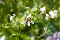 Honigbiene auf einer Blüte von gilidhor