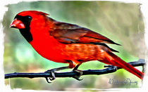 red Cardinal by Wolfgang Pfensig