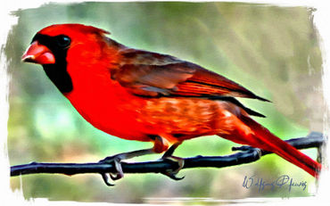 Cardinal-2-portrait