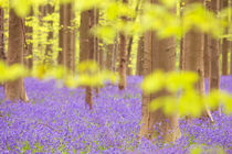 Bluebell forest in full bloom by Sara Winter