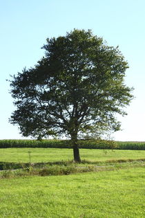 single tree by hadot