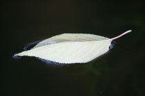 leaf von hadot