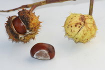 chestnut  by hadot