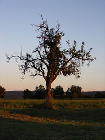 Baum  von Michael Schmalz
