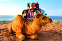 Dromedar liegt im Sand der Wüste von Marokko in Afrika von Gina Koch
