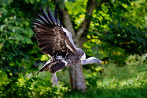 Griffon vulture by Sam Smith