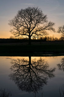 Mirror Tree von benny* hawes