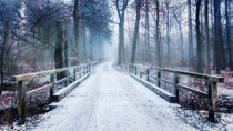 mystischer Winterwald von Michael Onasch