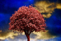 Tree In Red by CHRISTINE LAKE