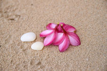 Flowers and Cockleshells on Sand by cinema4design