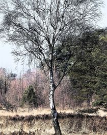 Birke im Schnaakenmoor by pitt