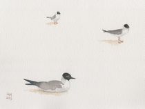 Boneparte's Gulls by Sandy McDermott