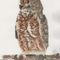 Great-horned-owl-2
