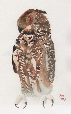 Great-horned-owl-3