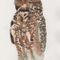 Great-horned-owl-3