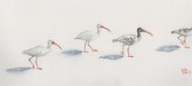 White Ibis March by Sandy McDermott