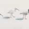 White-ibis-march