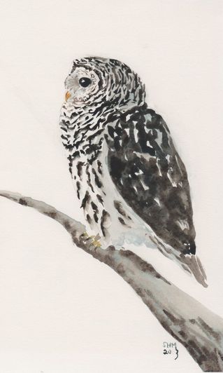 Barred-owl-watching
