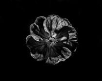 Backyard Flowers In Black And White 6 by Brian Carson