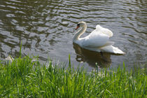 Weißer Schwan, white swan by Sabine Radtke
