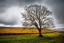 Single tree in stormy weather by David Hare