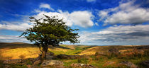 Moorland tree von David Hare