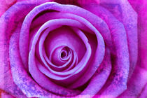 Pink Rose von David Hare