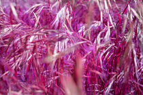 Purple Grain von David Hare