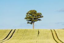 Baum am Feldrand von Rico Ködder