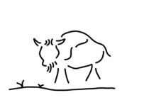 bison bueffel amerika by lineamentum