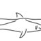 Hai-haifischflosse-meer