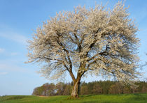 Der alte Kirschbaum von Thomas Matzl