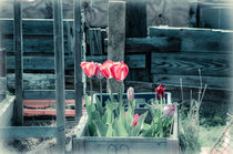 Tulpen in der Kiste von Marianne Drews