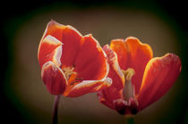 Tulpen in Rotweiß von Marianne Drews
