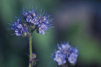 Blaue Blume von Marianne Drews