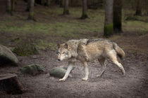 wolf by Manfred Hartmann