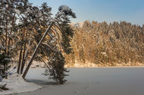 frozen lake with pine tree by Thomas Matzl